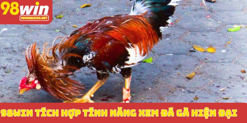 98WIN tích hợp tính năng xem đá gà hiện đại