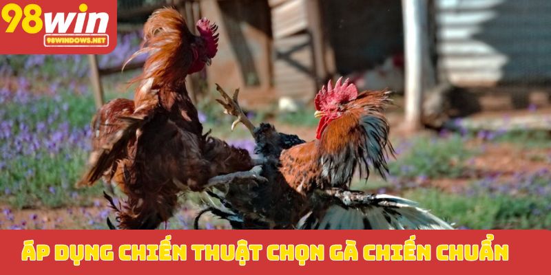 Áp dụng chiến thuật chọn gà chiến chuẩn
