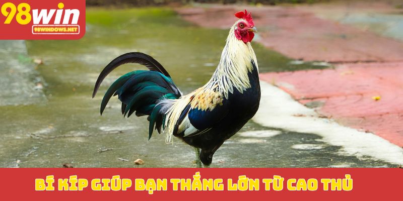 Bí kíp giúp bạn thắng lớn từ cao thủ
