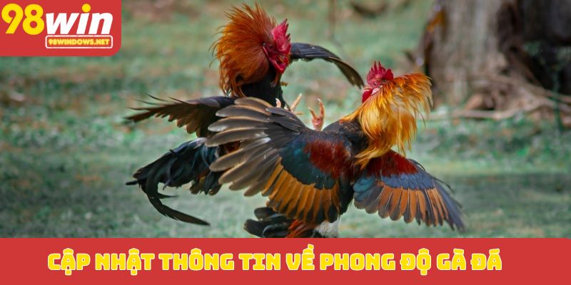 Cập nhật thông tin về phong độ gà đá