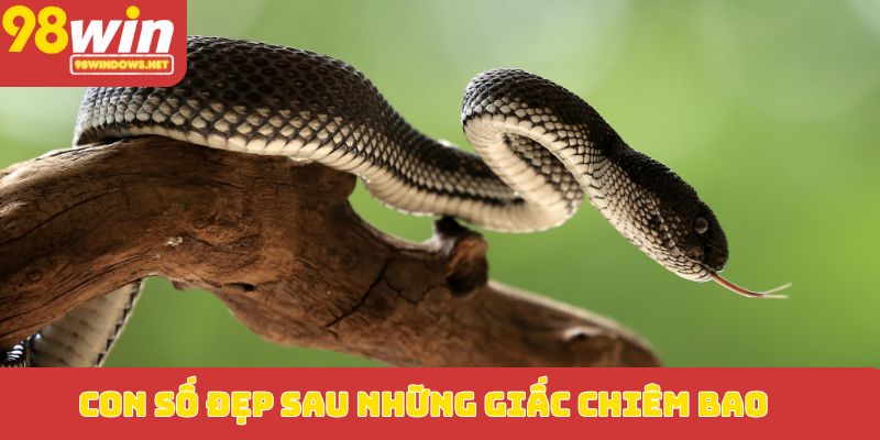 Con số đẹp sau những giấc chiêm bao