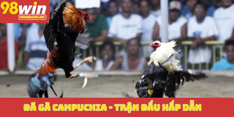 Đá gà Campuchia_