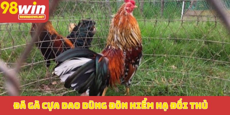 Đá gà cựa dao dùng đòn hiểm hạ đối thủ