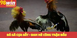 Đá gà cựa sắt_