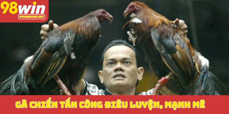 Gà chiến tấn công điêu luyện, mạnh mẽ