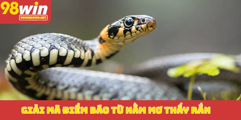 Giải mã điềm báo từ nằm mơ thấy rắn
