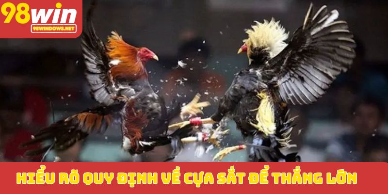 Hiểu rõ quy định về cựa sắt để thắng lớn