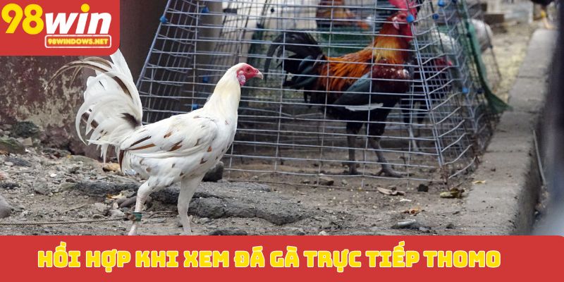 Hồi hộp khi xem đá gà trực tiếp Thomo