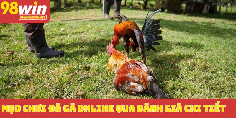 Mẹo chơi đá gà online qua đánh giá chi tiết