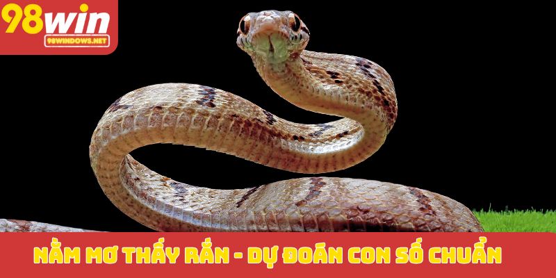 Nằm mơ thấy rắn_