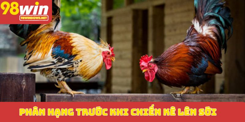 Phân hạng trước khi chiến kê lên sới