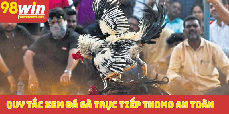 Quy tắc xem đá gà trực tiếp Thomo an toàn