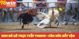 Xem đá gà trực tiếp Thomo_