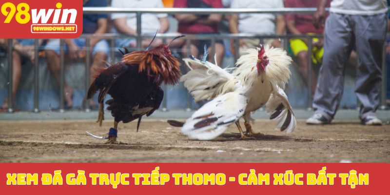 Xem đá gà trực tiếp Thomo_